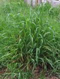 quackgrass